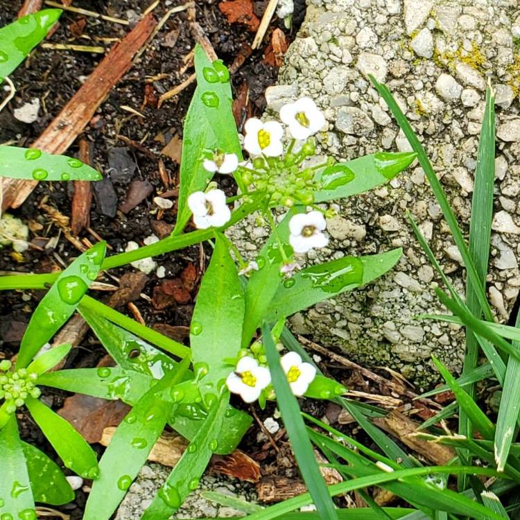 plant image 1680785