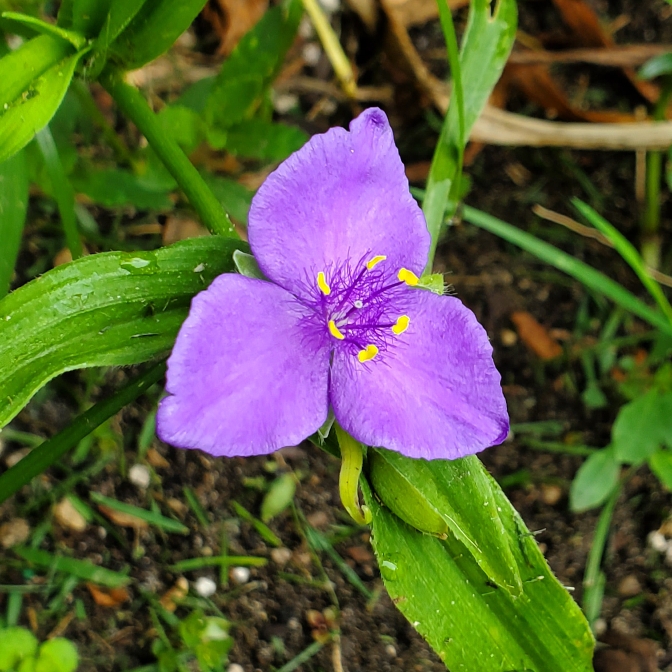 plant image 1680947