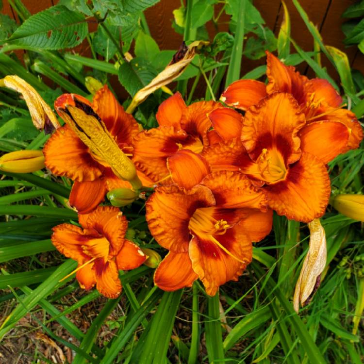 plant image 1681296 plant image 1681296