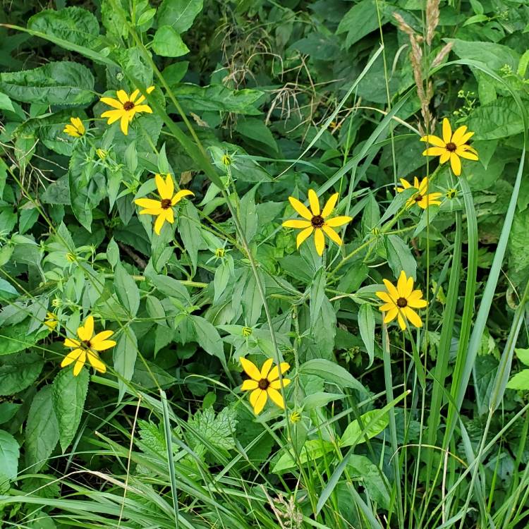 plant image 1682522 plant image 1682522
