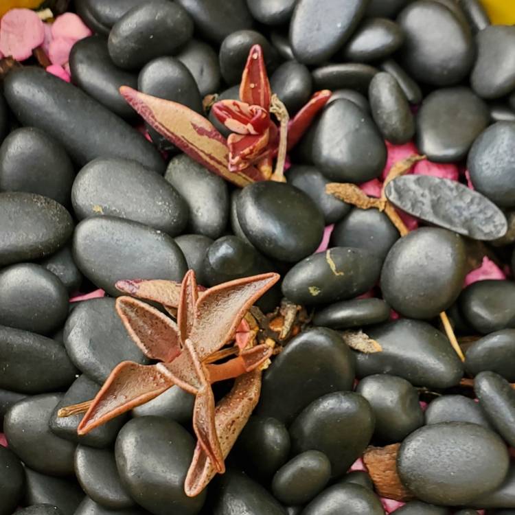 plant image 1683460 plant image 1683460
