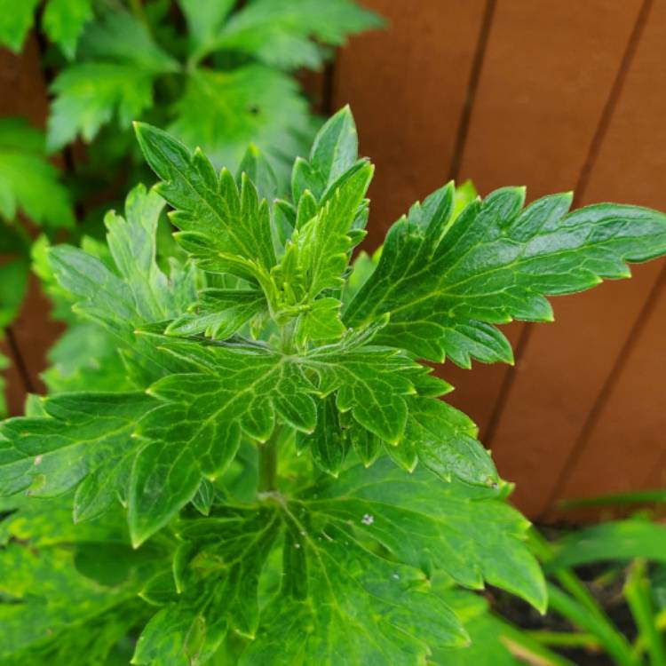 plant image 1684377 plant image 1684377