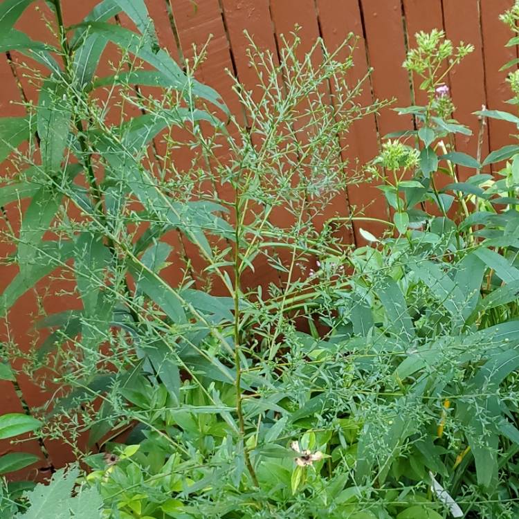 plant image 1684672 plant image 1684672