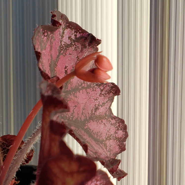 plant image 1685467 plant image 1685467