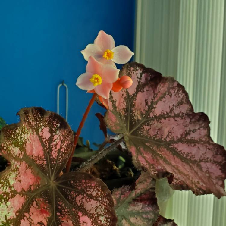 plant image 1686693 plant image 1686693