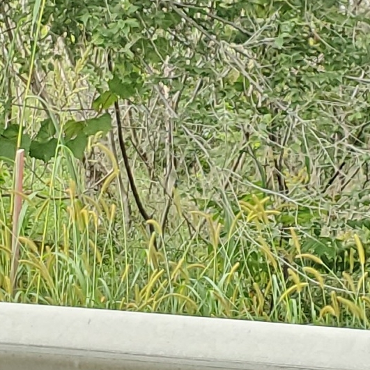 plant image 1687229