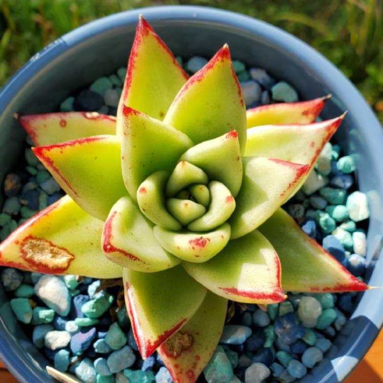 plant image 1687751 plant image 1687751