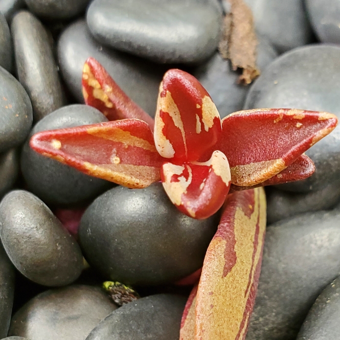plant image 1687752 plant image 1687752