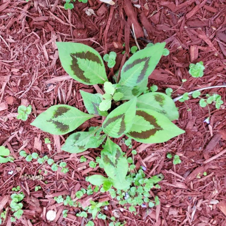 plant image 1688030 plant image 1688030