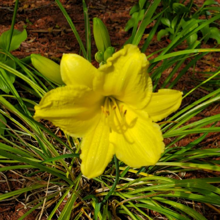 plant image 1688113 plant image 1688113