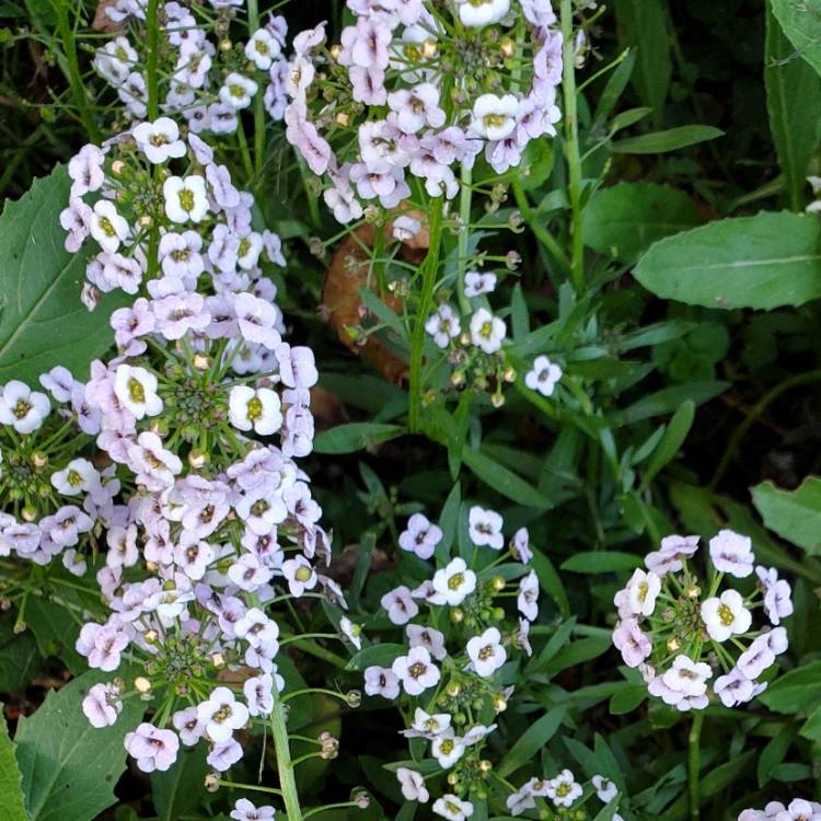 plant image 1689035 plant image 1689035