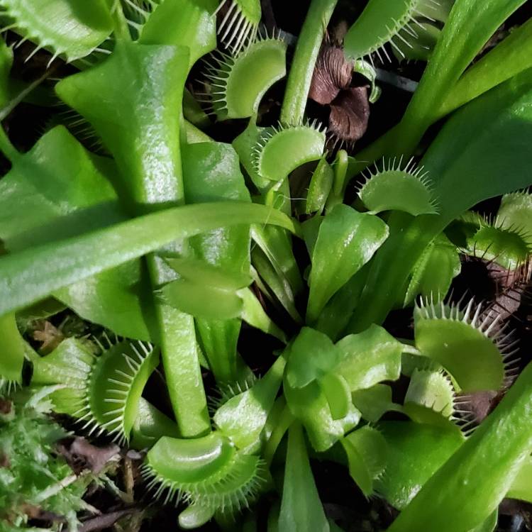 plant image 1691001 plant image 1691001