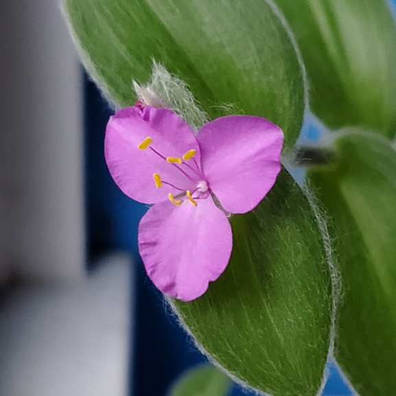 plant image 1691079 plant image 1691079