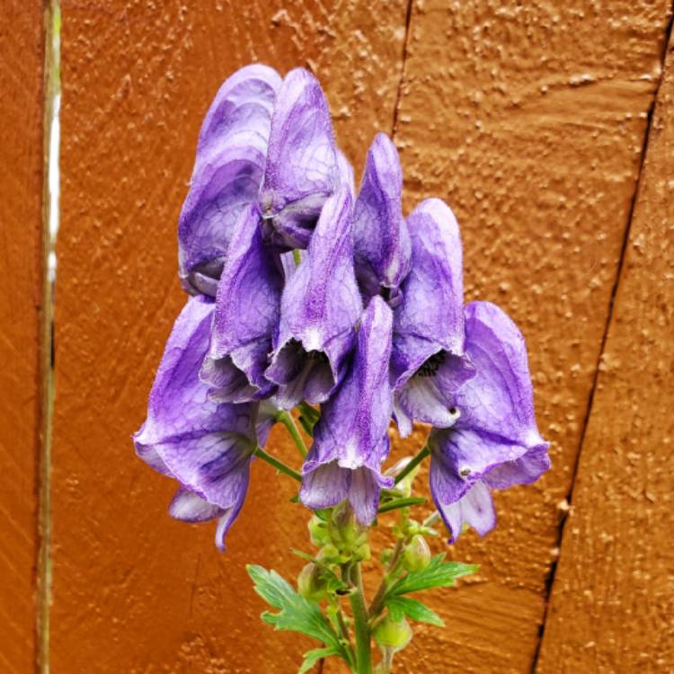 plant image 1691347 plant image 1691347