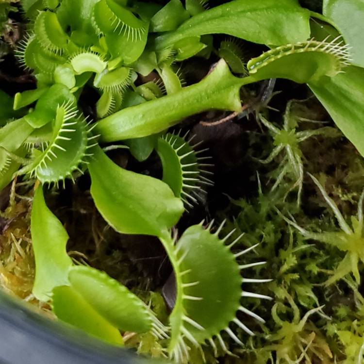 plant image 1693896 plant image 1693896