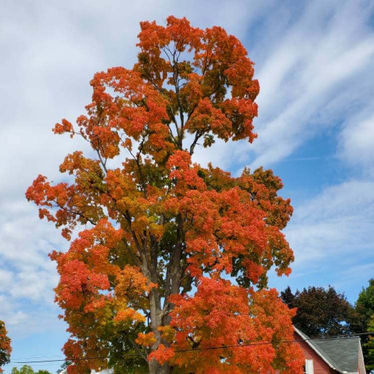 Plant image Acer