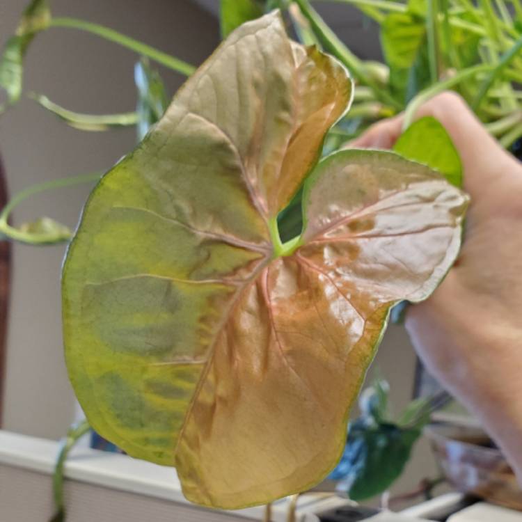 plant image 1694394 plant image 1694394