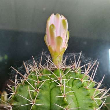 Gymnocalycium anisitsii