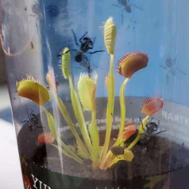 Venus Fly Trap