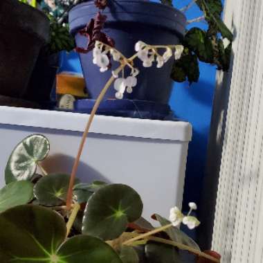 Begonia x erythrophylla