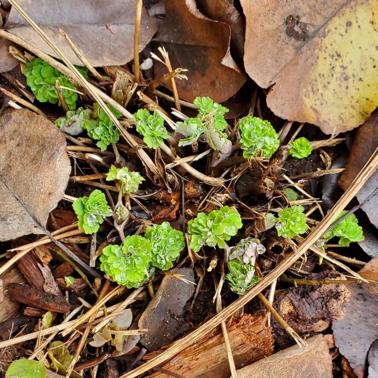 plant image 1696677 plant image 1696677