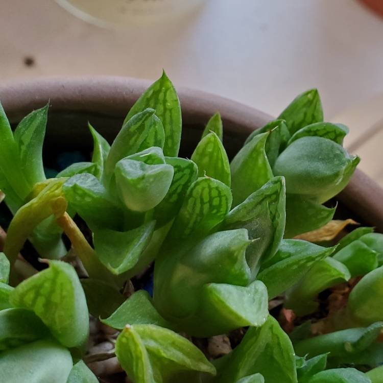 plant image 1696731
