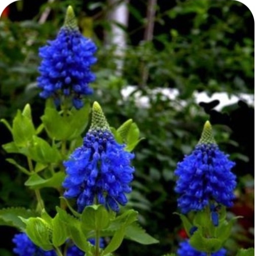 plant image 1697638