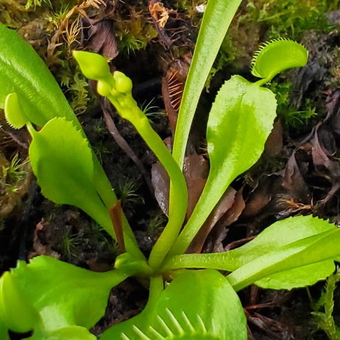 plant image 1697926 plant image 1697926