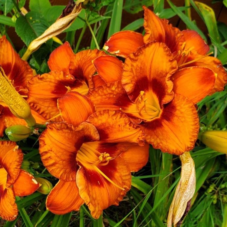 plant image 1697977 plant image 1697977