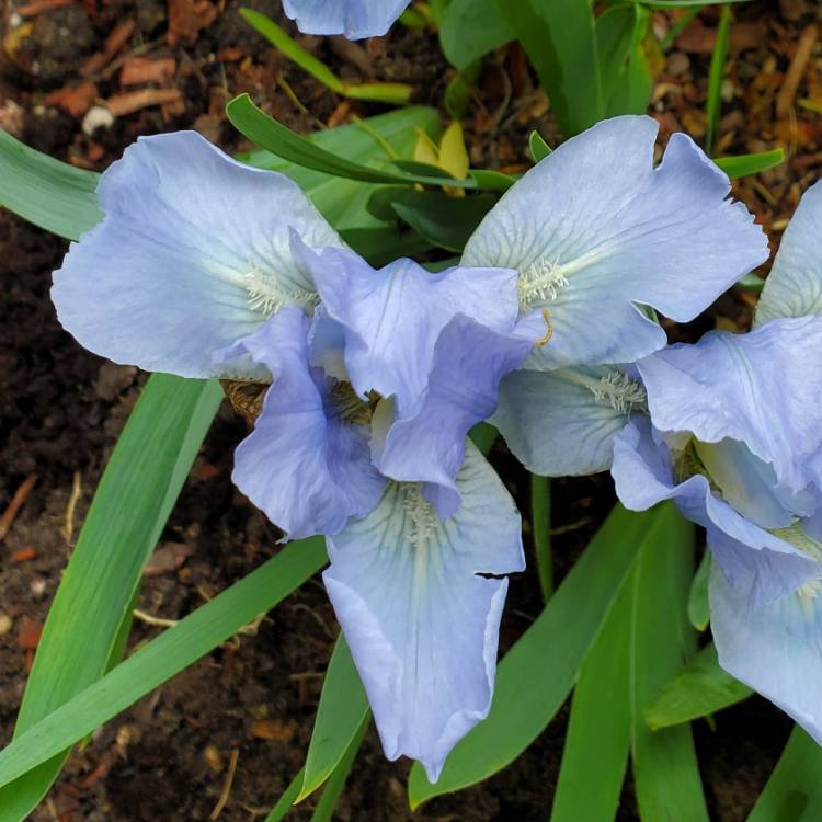 plant image 1698141 plant image 1698141