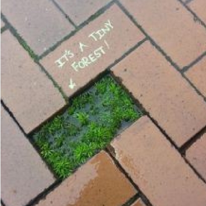 plant image 1700415 plant image 1700415