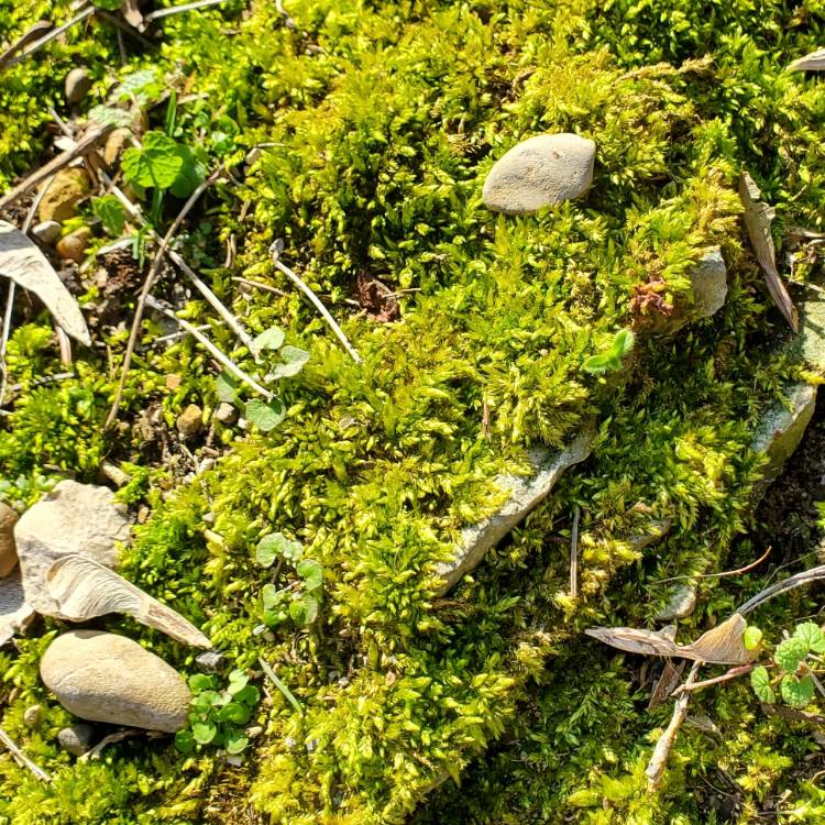 plant image 1700741 plant image 1700741