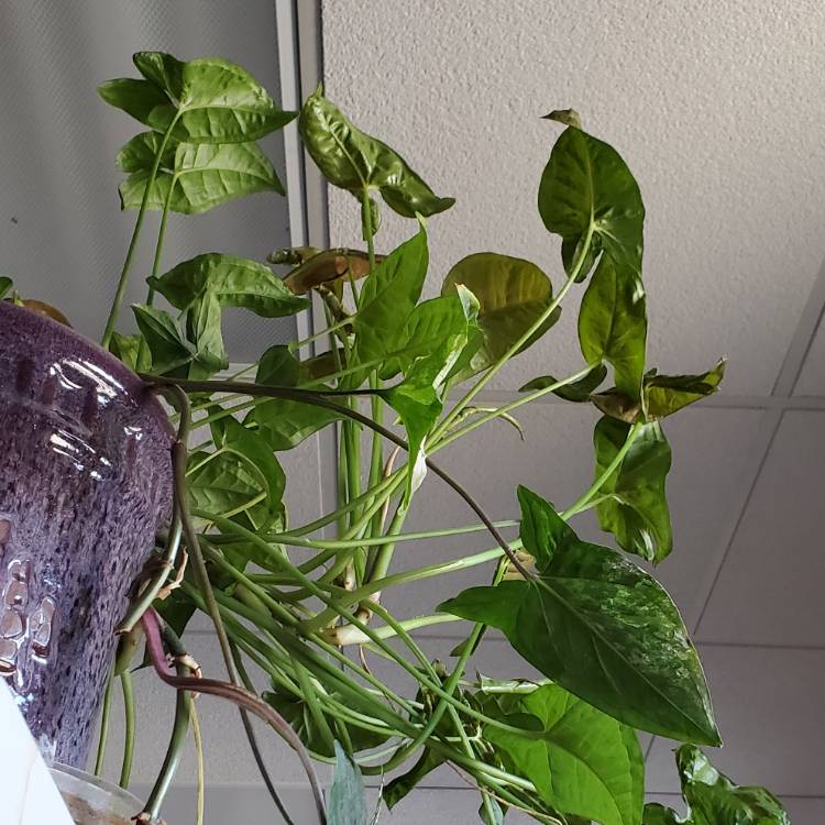 plant image 1700746 plant image 1700746