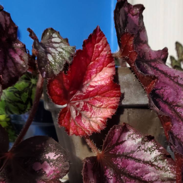 plant image 1700796 plant image 1700796