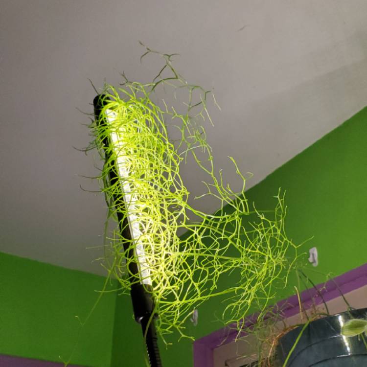 plant image 1701252 plant image 1701252