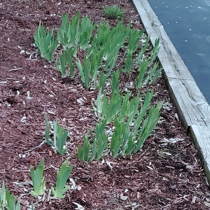plant image 1703690 plant image 1703690