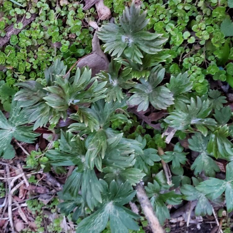 plant image 1703692 plant image 1703692