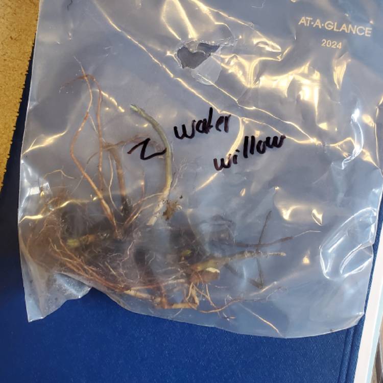 plant image 1703809