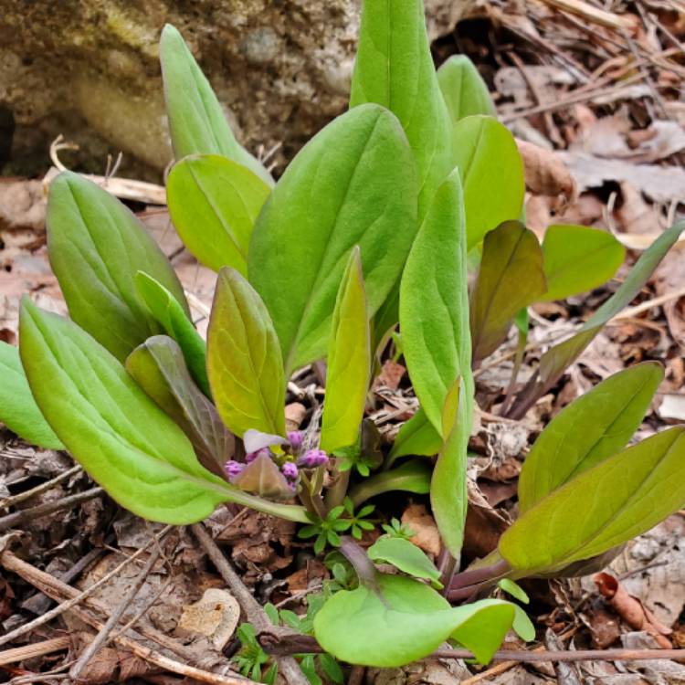 plant image 1704102 plant image 1704102