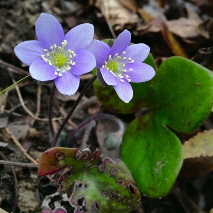 plant image 1704332 plant image 1704332
