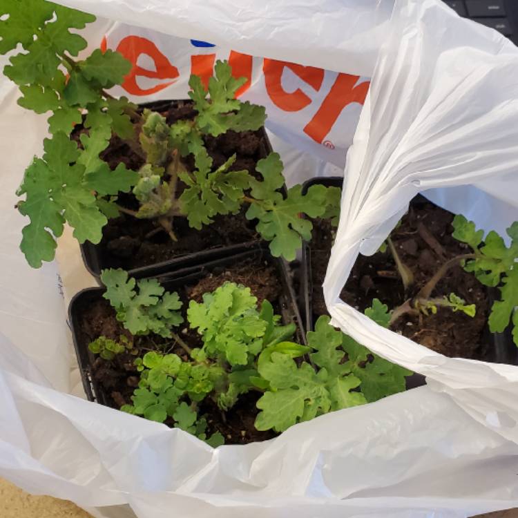 plant image 1704721 plant image 1704721