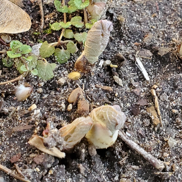 plant image 1705117 plant image 1705117
