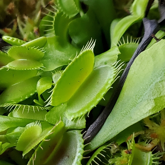 plant image 1705185 plant image 1705185