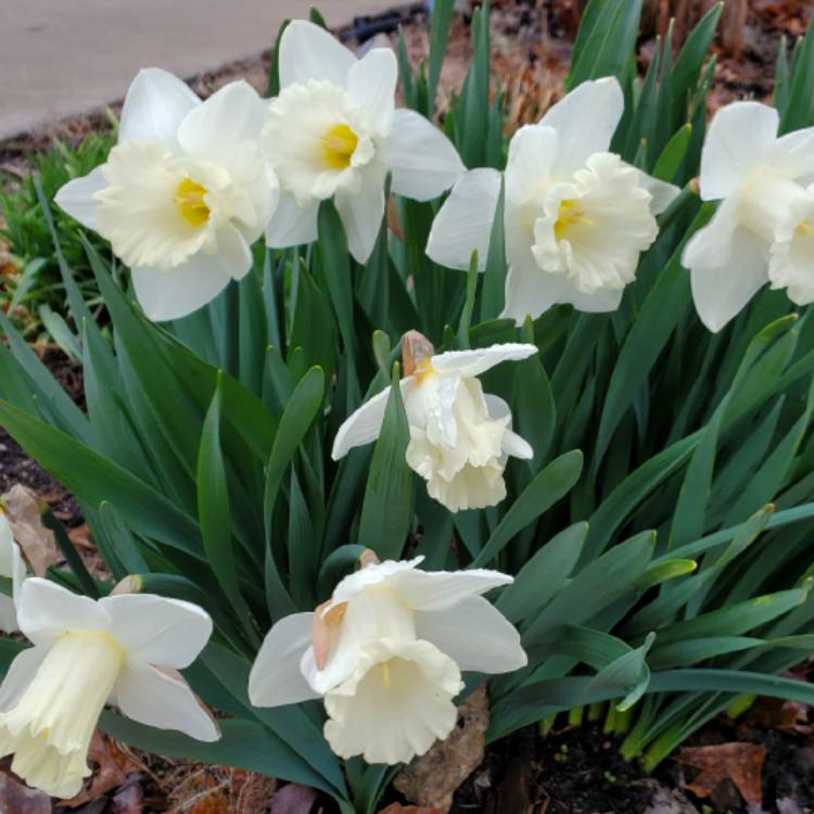 plant image 1705198 plant image 1705198