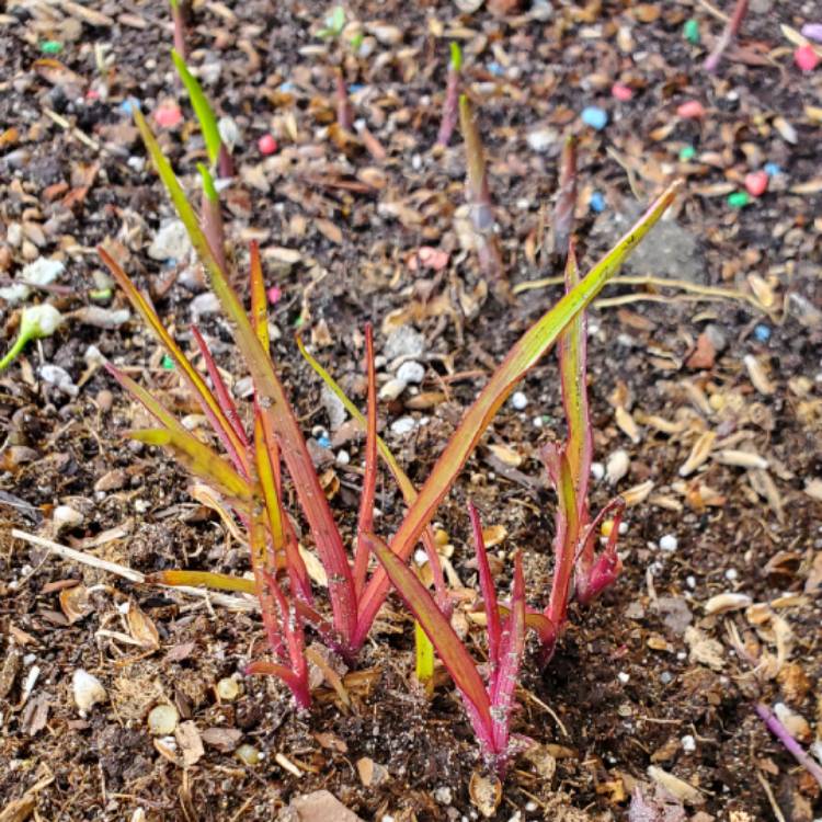 plant image 1705312 plant image 1705312