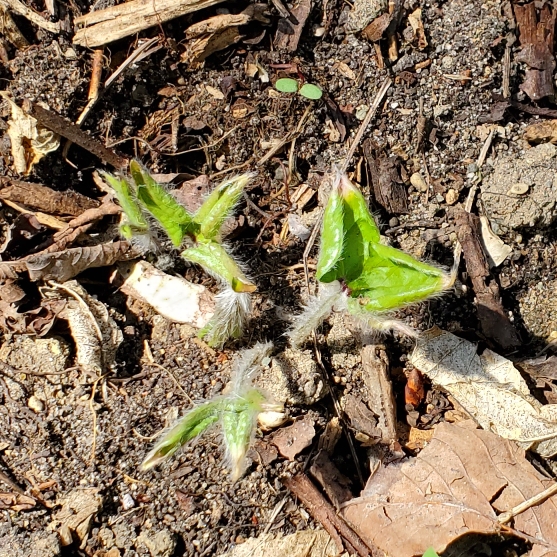 plant image 1705541 plant image 1705541