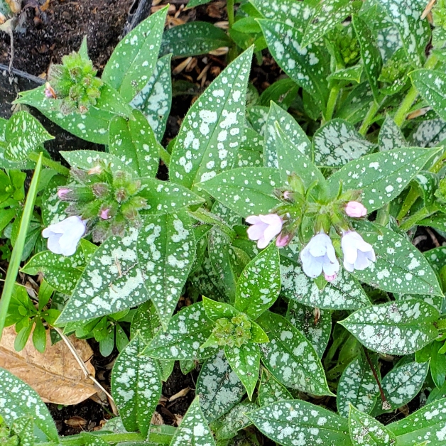 plant image 1705542 plant image 1705542