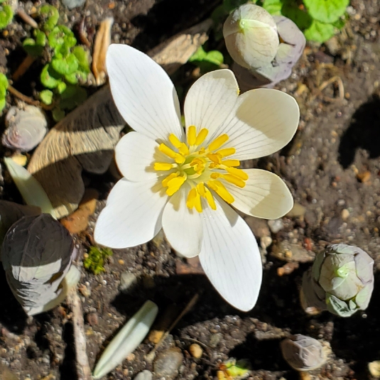 plant image 1705545 plant image 1705545
