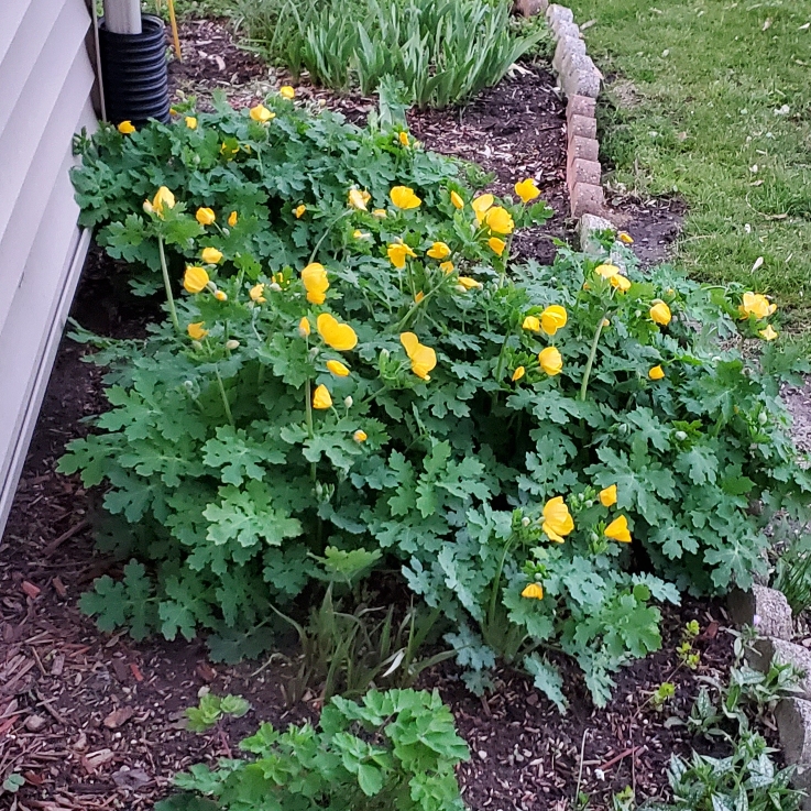 plant image 1705583 plant image 1705583