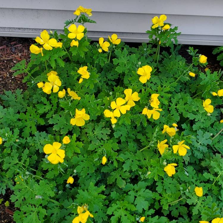 plant image 1705680 plant image 1705680